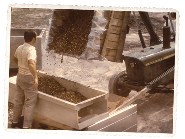 David Sr. Fussell inspects an early grape harvest. David Sr. Fussell inspects an early grape harvest.