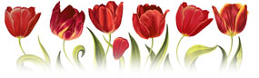 Red Tulips